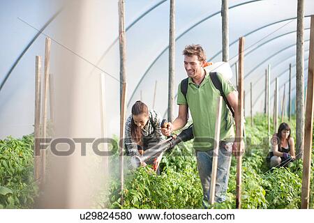 Stock Image - People working at vegetable farm. Fotosearch