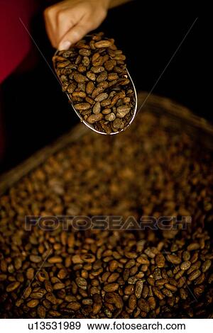 Stock Photo - Person holding scoop of cocoa beans. Fotosearch