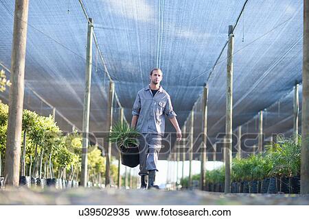 Plant nursery worker carrying plant View Large Photo Image Stock Photography - Plant nursery worker carrying plant. Fotosearch