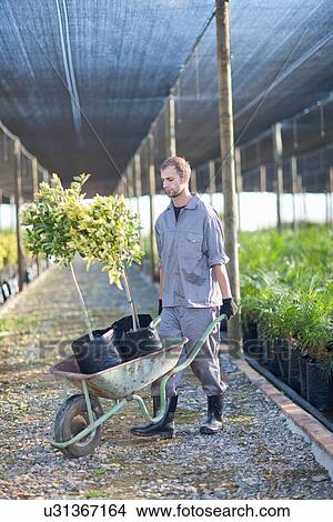 Plant nursery worker with wheelbarrow View Large Photo Image Picture - Plant nursery worker with wheelbarrow. Fotosearch