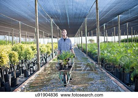 Plant nursery worker with wheelbarrow View Large Photo Image Stock Photograph - Plant nursery worker with wheelbarrow. Fotosearch