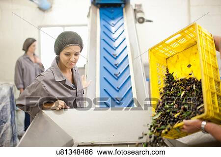 Pouring crate of olives onto conveyor belt View Large Photo Image Stock Photograph - Pouring crate of olives onto conveyor belt. Fotosearch