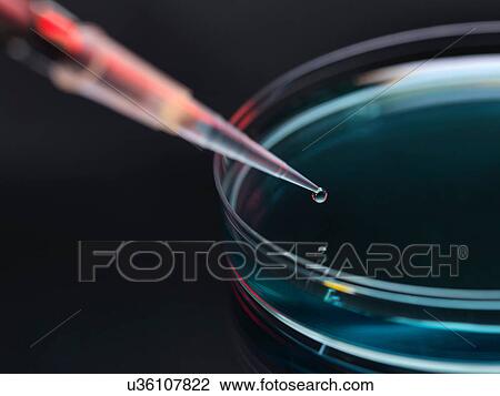 Stock Image - Sample being pipetted into petri dish for analysis in laboratory. Fotosearch