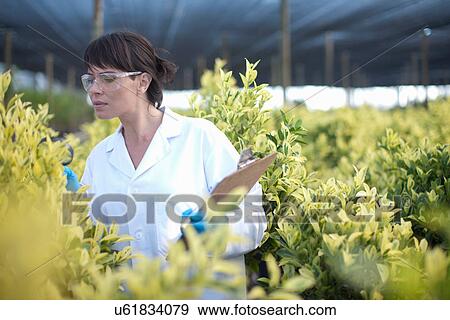 Stock Photo - Scientist inspecting plants in plant nursery. Fotosearch