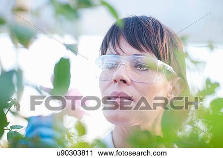 Scientist looking at plants View Large Photo Image Stock Image - Scientist looking at plants. Fotosearch