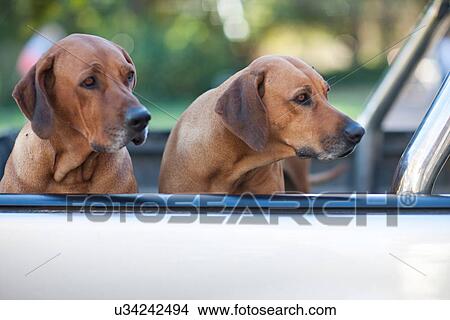 Two dogs in pick up truck View Large Photo Image Picture - Two dogs in pick up truck. Fotosearch
