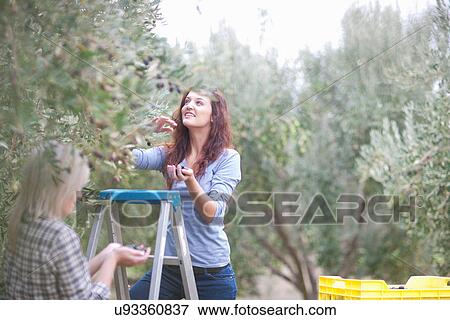 Stock Photo - Two women picking olives in olive grove with stepladders. Fotosearch