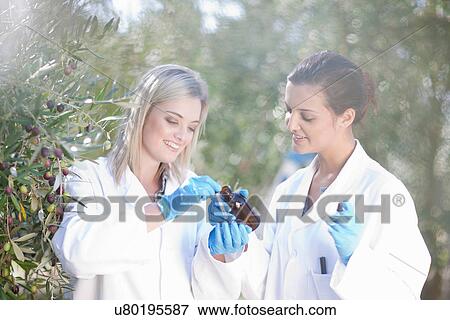 Two women with sample of olive oil in olive grove View Large Photo Image Stock Photo - Two women with sample of olive oil in olive grove. Fotosearch