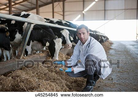 Vet on a dairy farm View Large Photo Image Stock Photography - Vet on a dairy farm. Fotosearch