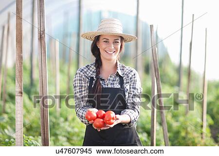 Woman holding tomatoes grown at farm View Large Photo Image Stock Photography - Woman holding tomatoes grown at farm. Fotosearch