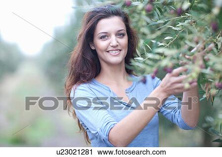 Woman picking olives in olive grove View Large Photo Image Stock Image - Woman picking olives in olive grove. Fotosearch