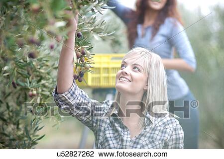 Woman picking olives in olive grove View Large Photo Image Stock Image - Woman picking olives in olive grove. Fotosearch