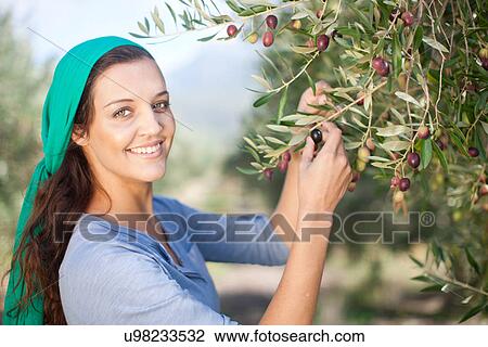 Stock Image - Woman picking olives in olive grove, portrait. Fotosearch