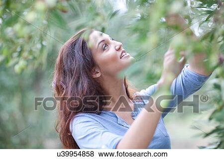 Woman picking olives in olive grove View Large Photo Image Stock Photo - Woman picking olives in olive grove. Fotosearch