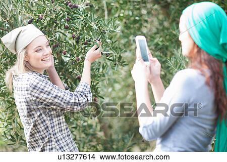 Woman taking photo of friend in olive grove View Large Photo Image Picture - Woman taking photo of friend in olive grove. Fotosearch