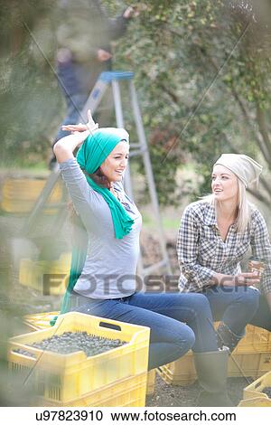 Stock Image - Women sitting on crates taking a break in olive grove. Fotosearch
