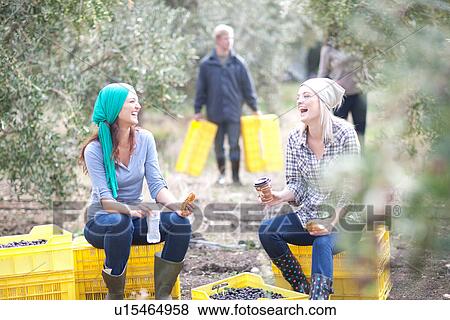 Stock Photo - Women sitting on crates taking a break in olive grove. Fotosearch
