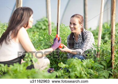 Stock Image - Women working at vegetable farm, holding tomatoes. Fotosearch