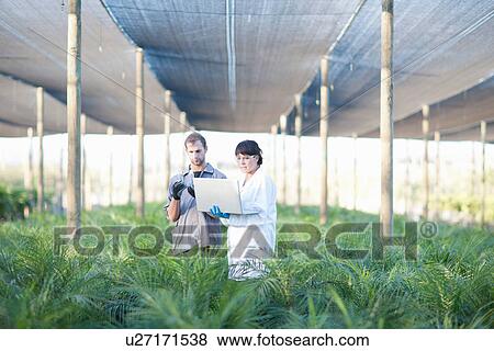 Stock Photo - Worker and scientist with laptop in plant nursery. Fotosearch