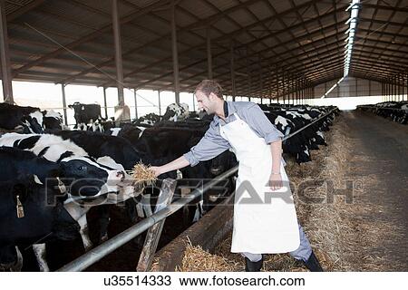Worker feeding cows at dairy farm View Large Photo Image Stock Image - Worker feeding cows at dairy farm. Fotosearch