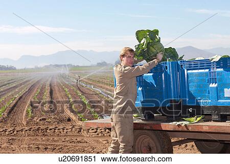 Young man loading vegetables onto crates on trailer View Large Photo Image Stock Image - Young man loading vegetables onto crates on trailer. Fotosearch