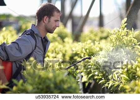 Picture - Young man spraying pesticide in plant nursery. Fotosearch