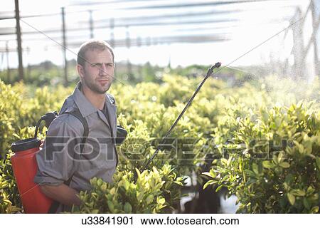 Stock Image - Young man spraying pesticide in plant nursery. Fotosearch