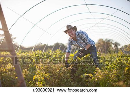 Young man working in vegetable greenhouse View Large Photo Image Stock Image - Young man working in vegetable greenhouse. Fotosearch