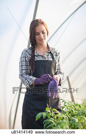 Young woman putting on gardening gloves View Large Photo Image Stock Photo - Young woman putting on gardening gloves. Fotosearch
