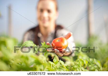 Young woman showing tomato grown at vegetable farm View Large Photo Image Stock Image - Young woman showing tomato grown at vegetable farm. Fotosearch