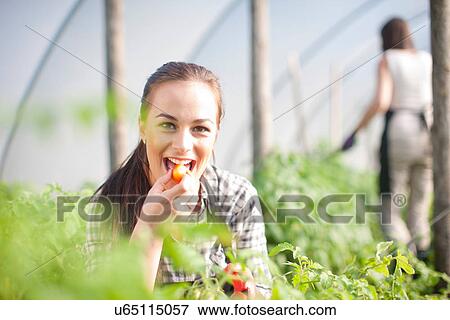 Young woman trying produce at vegetable farm View Large Photo Image Stock Photo - Young woman trying produce at vegetable farm. Fotosearch