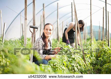 Stock Photograph - Young woman working at vegetable farm. Fotosearch