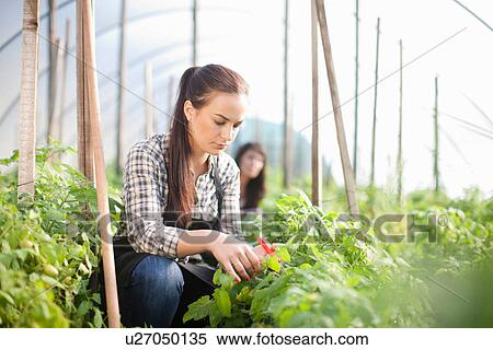 Young woman working at vegetable farm View Large Photo Image Stock Photography - Young woman working at vegetable farm. Fotosearch
