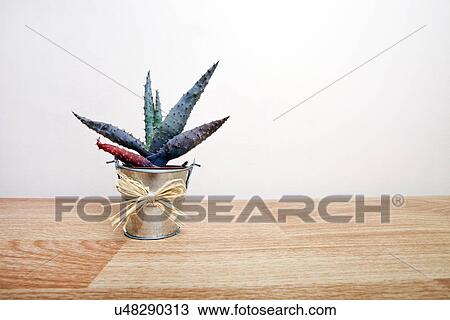 Stock Image - A small Cactus in a pot with a bow around it. Fotosearch