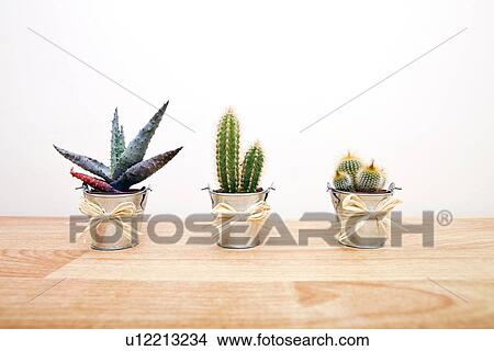 Picture - A variety of Cacti in pots. Fotosearch