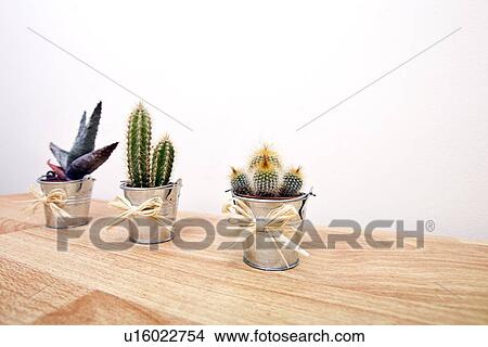 Picture - A variety of Cacti in pots. Fotosearch
