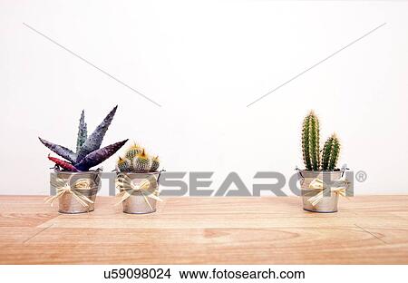 A variety of Cacti in pots View Large Photo Image Picture - A variety of Cacti in pots. Fotosearch