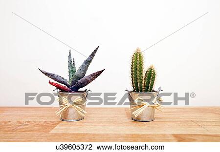 Stock Image - A variety of Cacti in pots. Fotosearch