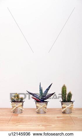 Stock Photograph - A variety of Cacti in pots. Fotosearch