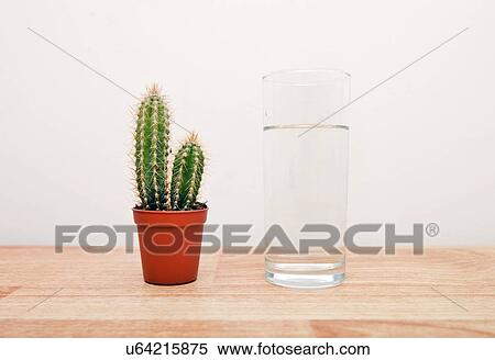Stock Photography - Cactus houseplant next to a full glass of water. Fotosearch