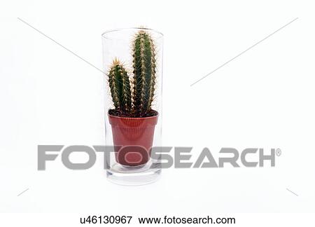 Cactus houseplant sitting in empty glass of water View Large Photo Image Stock Photo - Cactus houseplant sitting in empty glass of water. Fotosearch