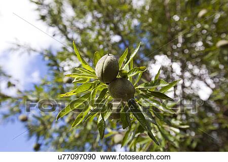 Close-up of almonds on almond tree, Spain View Large Photo Image Stock Image - Close-up of almonds on almond tree, Spain. Fotosearch