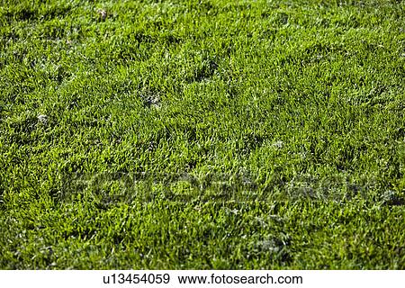 Close-up of grass View Large Photo Image Stock Photo - Close-up of grass. Fotosearch