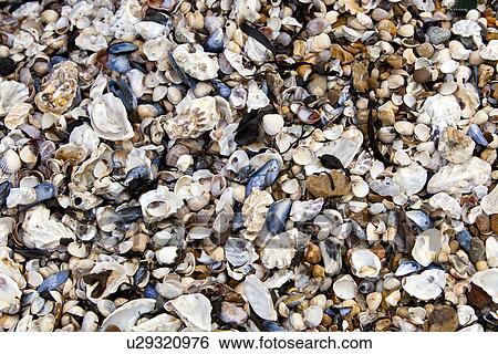 Close-up of seashells on seashore View Large Photo Image Stock Photograph - Close-up of seashells on seashore. Fotosearch