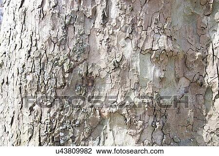 Stock Image - Close up of tree bark. Fotosearch