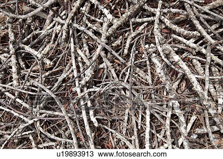 Close-up view of dead branches and sticks View Large Photo Image Stock Image - Close-up view of dead branches and sticks. Fotosearch