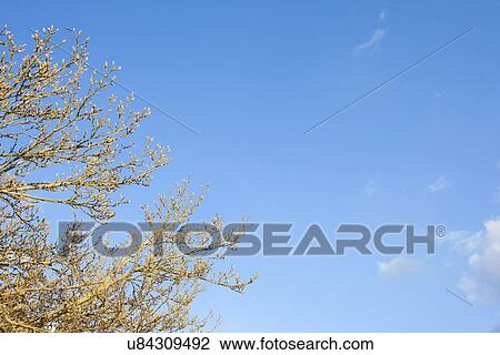 Stock Image - Close-up view of tree in spring against blue sky in Winter. Fotosearch