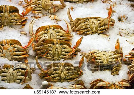 Crabs on display at fish market View Large Photo Image Stock Photo - Crabs on display at fish market. Fotosearch
