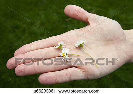 Daisies in the palm of a young womans hand View Large Photo Image Stock Image - Daisies in the palm of a young womans hand. Fotosearch