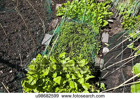 Stock Photo - Garden bed with vegetables growing. Fotosearch